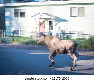 Side View Large Female Moose Walking On Residential Street Of Suburban Duplex Houses With Chain Link Fence In Anchorage, Alaska. Wildlife Animal In Neighborhood Subdivision Area Country Settings