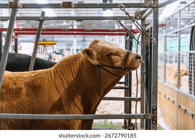 Side view of a large light brown bull restrained in a livestock grooming chute at an agricultural show, with blurred barn background