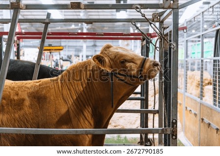 Side view of a large light brown bull restrained in a livestock grooming chute at an agricultural show, with blurred barn background