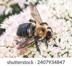 Side view of a  large male Eastern Carpenter Bee Xylocopa virginica feeding on succulent white sedum flowers. Long Island, New York, USA