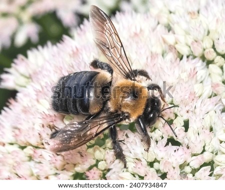 Side view of a  large male Eastern Carpenter Bee Xylocopa virginica feeding on succulent white sedum flowers. Long Island, New York, USA