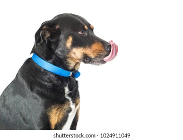 Side View Large Mixed Breed Black And Tan Dog With Tongue Out Licking Nose With Copyspace.