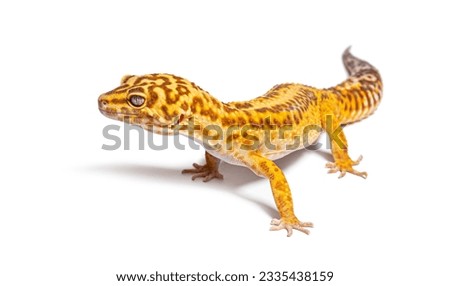 Side view of Leopard gecko, Eublepharis macularius, isolated on white Stock photo © 