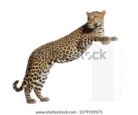 side view of a leopard standing with its front legs on a base Panthera pardus, isolated on white