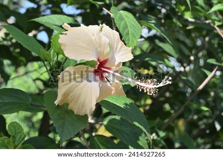 Side view of a light orange Hibiscus flower bloom in the garden on a sunny day. This single layered, pale orange colored flower bearing Hibiscus plant is used as an ornamental plant