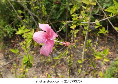 Warna Gambar Lukisan Bunga Raya / Bunga Raya Taman Etnobotani Pusat ...