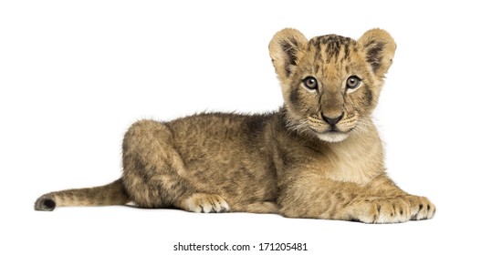 Side view of a Lion cub lying, looking at the camera, 10 weeks old, isolated on white