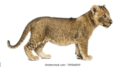 Side View Lion Cub Standing Looking Stock Photo 749364019 | Shutterstock