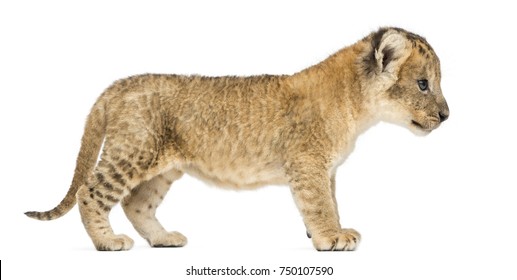 Side View Lion Cub Standing 16 Stock Photo 750107590 | Shutterstock