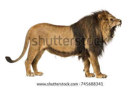 Side view of a Lion roaring, standing, Panthera Leo, 10 years old, isolated on white