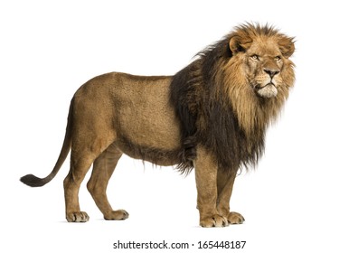 Side view of a Lion standing, Panthera Leo, 10 years old, isolated on white
