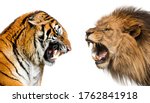 Side view of a lion and a tiger roaring ready to fight, isolated on white