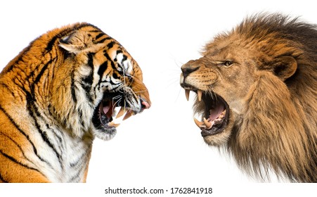 Side view of a lion and a tiger roaring ready to fight, isolated on white