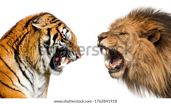 白い背景にライオンと虎の側面が 戦いに備えて唸り声を上げている の写真素材 今すぐ編集