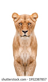 Side view of a Lion walking, looking at the camera, Panthera Leo, 10 years old, isolated on white