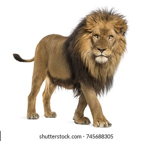 Vista lateral de un León caminando, mirando la cámara, Panthera Leo, de 10 años, aislado en blanco