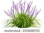 Side view of Liriope Muscari plant with purple flower - Lily Turf