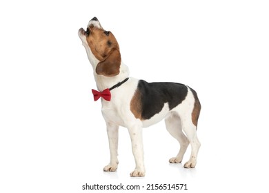 Side View Of A Little Beagle Dog Howling At The Moon, Communicating With Other Dogs