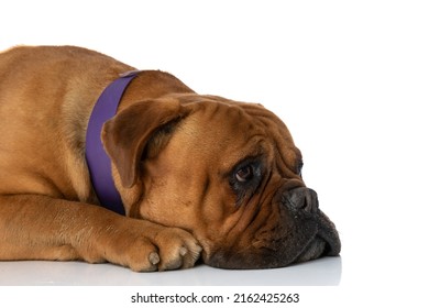 Side View Of Side Little Bullmastiff Dog With Collar Laying Head Down And Looking To Side On White Background In Studio