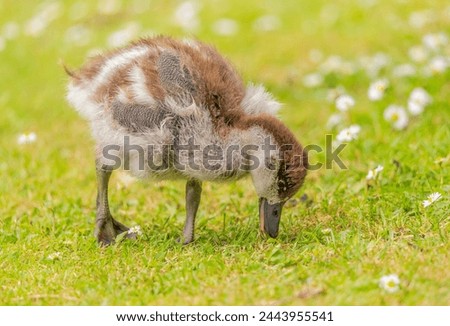 Side view of a little duckling eating. 