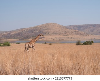 Side View Of Lone Giraffe Walking Across Long, Dry Grass. Hill And Mankwe Dam In Background