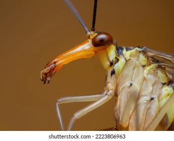 A side view of the long face of Panorpa communis aka Scorpion fly  - Powered by Shutterstock