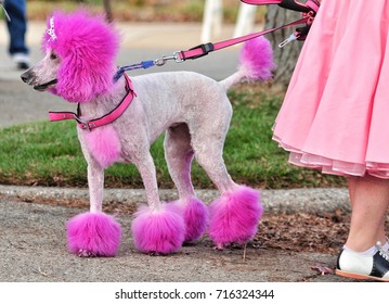 Side View Looking Left Poodle With Pink Dyed Hair Waiting For The 50's Sock Hop Themed Parade To Start.