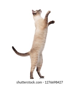 Side View Of Lovely Burmese Cat Jumping On Back Legs And Reaching Up With Its Paws On White Background