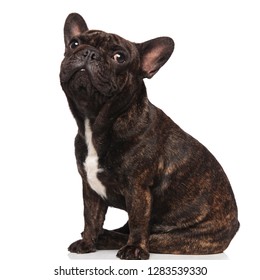 Side View Lovely French Bulldog Sitting Stock Photo 1283539330 ...