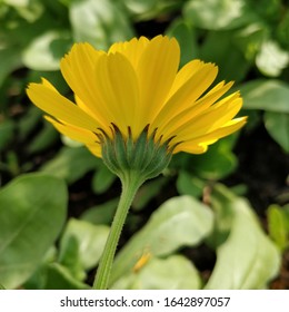 Side view and lower sepals side view of the pot marigold or calendula flower. Beautiful, bright yellow flower and green leaves,stem and sepals. - Shutterstock ID 1642897057