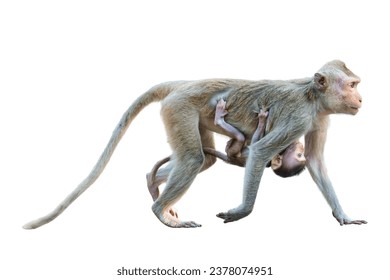 Side view of Macaca or mother monkey walking forward and a baby monkey clinging to her stomach, suckling. Material for creative idea. Isolated on white background with clipping path and transparent.