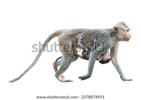 Side view of Macaca or mother monkey walking forward and a baby monkey clinging to her stomach, suckling. Material for creative idea. Isolated on white background with clipping path and transparent.