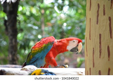 side view of macaw