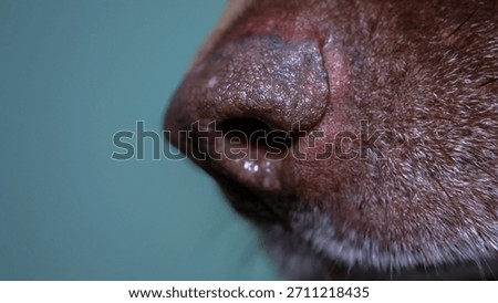 Side view macro close up of a brown dog nose showing skin texture. Detailed photography of a canine snout and nostrils isolated on a blurred background.