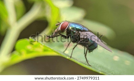 Side View Macro of a Common Green Bottle Fly Cleaning Itself on a Green Leaf.