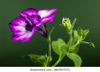 A side view macro shot of a blooming double petunia flower with ruffled purple and white petals covered in dew drops against a dark green backdrop