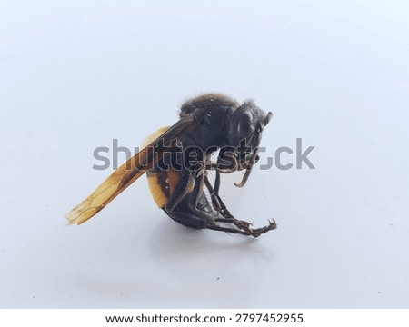 Side view macro shot of a dead hornet or wasp with a black body and orange abdomen segment, isolated on a white background.