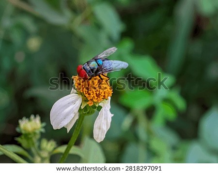 Side view macro shot of an oriental latrine fly Chrysomya megacephala on white wild flower