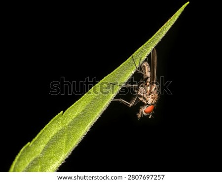 Side view macro shot of a small fly with red eyes clinging upside down to a green blade of grass against a solid black background (Muscomorpha sp.)