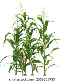 Side view of maize plants - corn