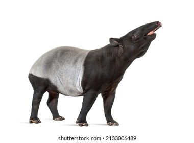 side view of a Malayan tapir using its snout to smell, Tapirus indicus