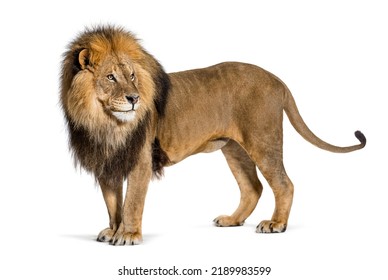 Side View Of A Male Adult Lion Standing And Looking Backwards Pulling A Funny Face, Isolated On White