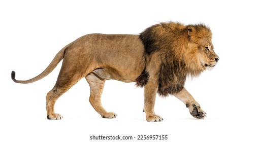 Side view of a male adult lion walking away, isolated on white - Powered by Shutterstock