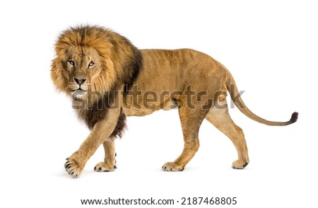 Side view of a Male adult lion walking and looking at the camera, Panthera leo, isolated on white