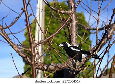 Side View Of A Male Australian Magpie, Cracticus Tibicen, Perched In A Bare Deciduous Tree On A Suburban Street, During A Sunny Winter Day