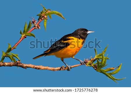 Baltimore Oriole Stock Vector Illustration and Royalty Free Baltimore Oriole  Clipart