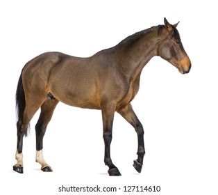 Side view of a Male Belgian Warmblood, BWP, 3 years old, against white background