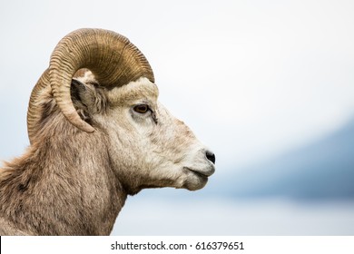 Side view of male bighorn sheep ram against a grey neutral sky.
