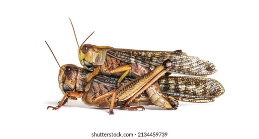 Side view of male and female Desert locust copulating, Schistocerca gregaria, isolated