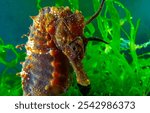 Side view of a male, Long-snouted seahorse Hippocampus hippocampus hiding among green algae near the shore, Black Sea